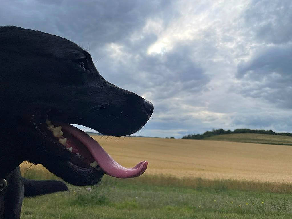Ava is registered to the contest to win money with this photo: aviation, canidae, carnivore, cloud, companion_dog, cumulus, dog, dog_breed, gesture, grass, happy, horizon, landscape, ocean, plant, sky, snout, sporting_group, wing, working_animal