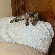 Messy Cooper joined the competition — help win amazing prizes! animal, bed, bedroom, blanket, cat, cozy, cute, home_decor, indoors, kitten, pet, portrait, quilt, relaxed, resting, sleeping, soft_lighting, striped_fur, tabby, wooden_headboard