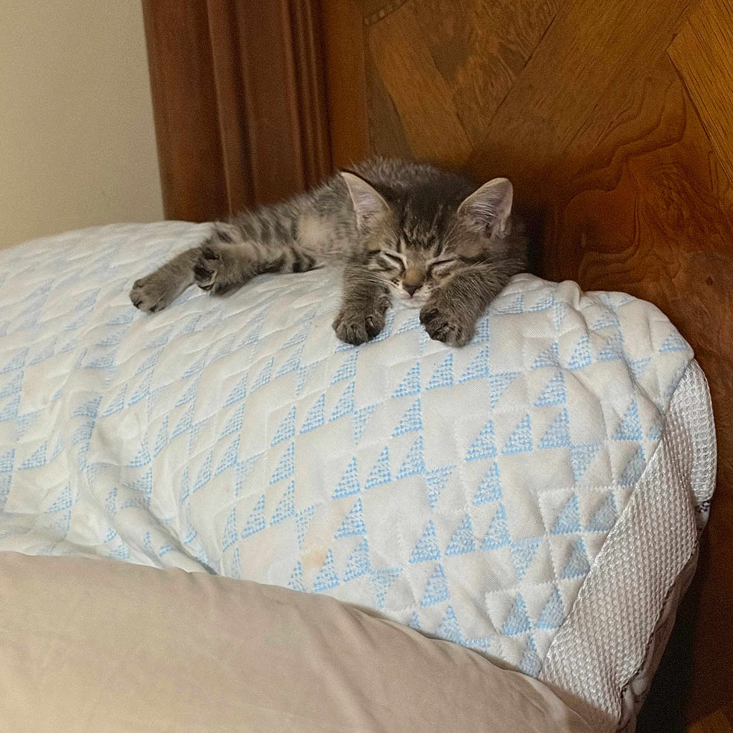 Messy Cooper joined the competition — help win amazing prizes! animal, bed, bedroom, blanket, cat, cozy, cute, home_decor, indoors, kitten, pet, portrait, quilt, relaxed, resting, sleeping, soft_lighting, striped_fur, tabby, wooden_headboard