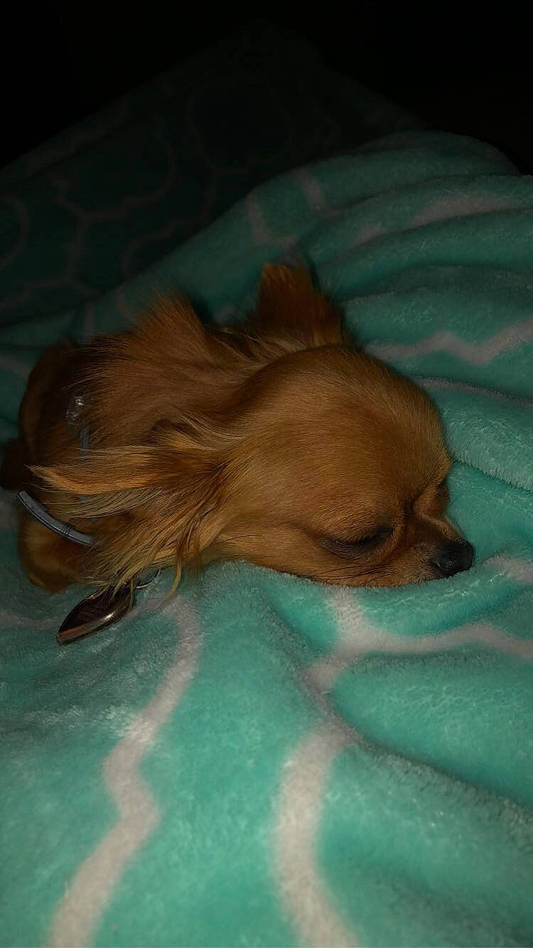 Quinn joined the competition — help win amazing prizes! bed, canidae, carnivore, comfort, companion_dog, corgi_chihuahua, dog, dog_breed, dog_supply, fawn, fur, liver, nap, sporting_group, toy_dog, whiskers, working_animal