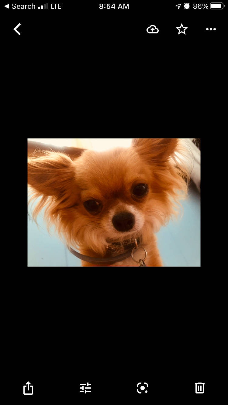 Quinn joined the competition — help win amazing prizes! canidae, carnivore, companion_dog, corgi_chihuahua, dog, dog_breed, fawn, font, fur, liver, logo, peach, photo_caption, snout, terrestrial_animal, toy_dog, whiskers, wildlife