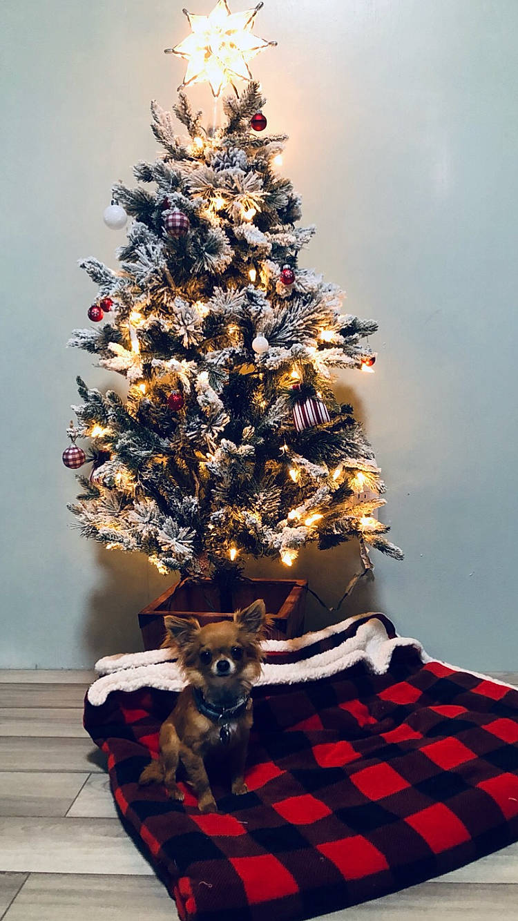 Quinn is registered to the contest to win money with this photo: branch, carnivore, christmas, christmas_decoration, christmas_ornament, christmas_tree, companion_dog, dog, event, evergreen, holiday, holiday_ornament, larch, lighting, ornament, plant, table, tartan, tree, wood