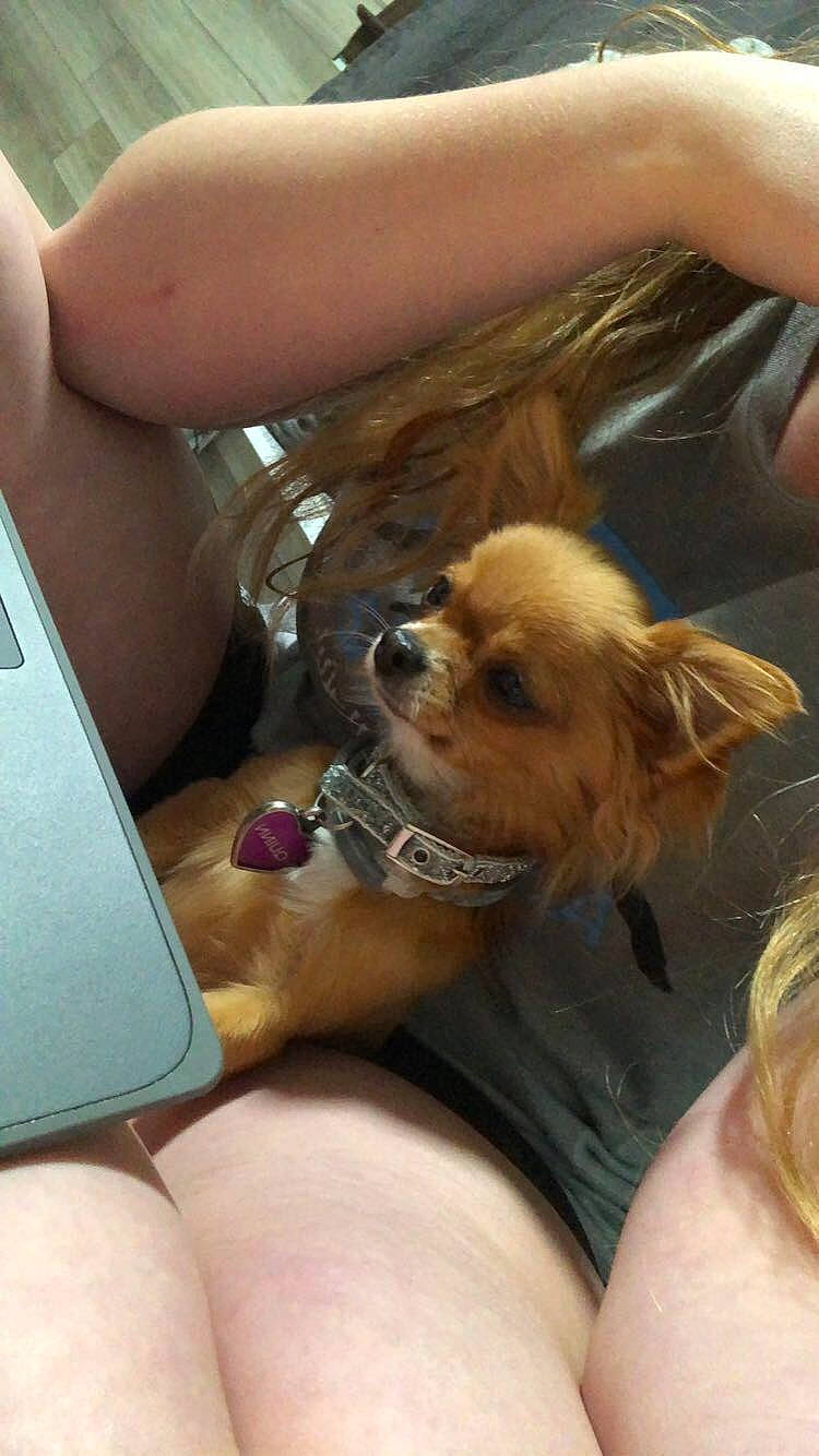 Quinn joined the competition — help win amazing prizes! carnivore, communication_device, companion_dog, dog, dog_breed, eyewear, fawn, finger, hand, human_leg, mammal, nail, portable_communications_device, selfie, skin, sunglasses, thigh, thumb, toy_dog, vertebrate