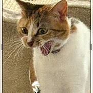 Leiroy is registered to the contest to win money with this photo: alert, animal, beige, cat, closeup, cute, domestic_cat, ears, expression, feline, fur, indoor, mouth_open, pet, startled, tabby, texture, whiskers, white_fur, wide_eyes