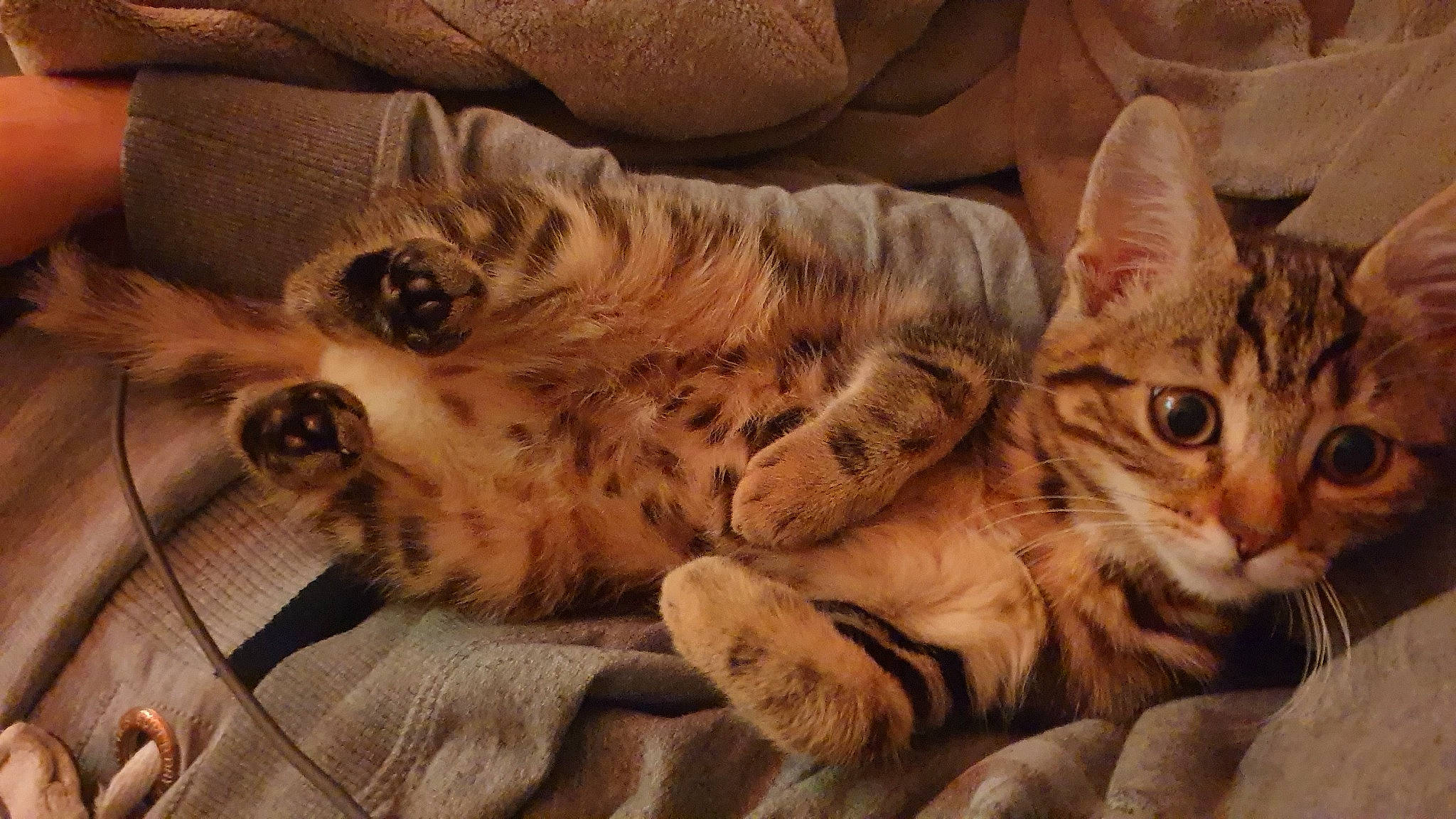 Ninja a rejoint le concours — aidez-le/la à gagner de superbes lots ! big_cats, carnivore, cat, claw, comfort, domestic_short_haired_cat, fawn, felidae, fur, mammal, pattern, paw, small_to_medium_sized_cats, snout, tail, terrestrial_animal, vertebrate, whiskers, wildlife, wood