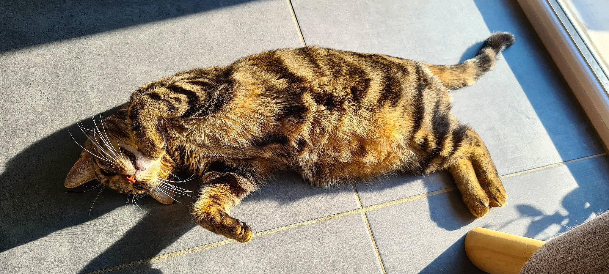 Ninja a rejoint le concours — aidez-le/la à gagner de superbes lots ! carnivore, cat, claw, domestic_short_haired_cat, felidae, flooring, foot, fur, nap, paw, sleep, small_to_medium_sized_cats, snout, tail, terrestrial_animal, whiskers, wildlife, wood