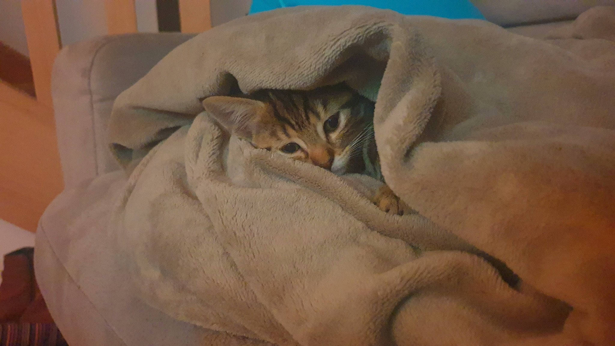 Ninja a rejoint le concours — aidez-le/la à gagner de superbes lots ! beige, big_cats, brown, carnivore, cat, cat_bed, comfort, domestic_short_haired_cat, fawn, felidae, fur, grey, linens, nap, small_to_medium_sized_cats, tail, terrestrial_animal, textile, whiskers, wildlife