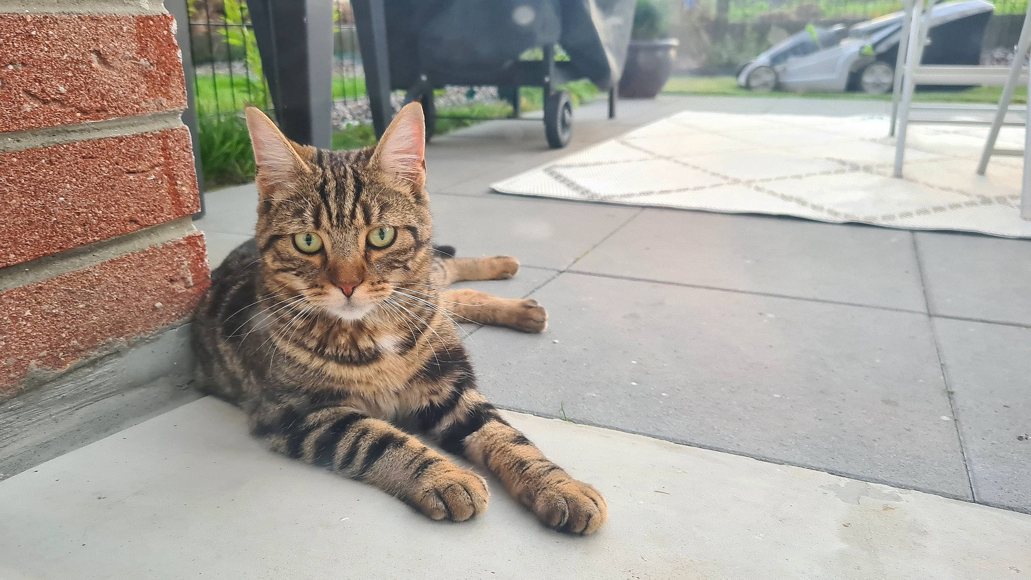 Ninja a rejoint le concours — aidez-le/la à gagner de superbes lots ! asphalt, carnivore, cat, domestic_short_haired_cat, eye, fawn, felidae, fur, plant, road_surface, sitting, small_to_medium_sized_cats, snout, tail, terrestrial_animal, tire, tree, wheel, whiskers, wildlife