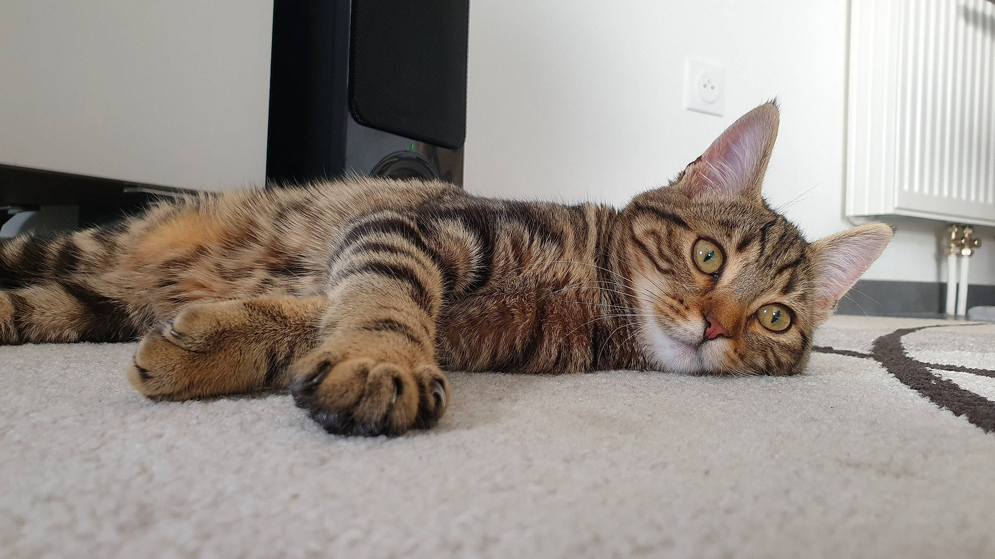 Ninja participe au concours pour gagner de l'argent avec cette photo : carnivore, cat, comfort, domestic_short_haired_cat, felidae, fur, paw, small_to_medium_sized_cats, snout, tail, terrestrial_animal, whiskers, wildlife