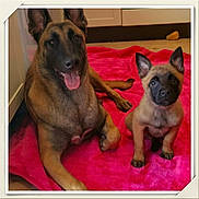 Kita joined the competition — help win amazing prizes! dog, belgian_malinois, puppy, adult_dog, pet, animal, indoor, blanket, floor, canine, cute, tongue_out, ears_up, brown_fur, black_muzzle, looking_at_camera, resting, domestic, companion, animal_portrait