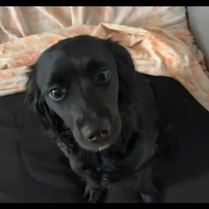Joy a rejoint le concours — aidez-le/la à gagner de superbes lots ! animal, canine, cockerspaniel, dog, face, happy, head, hound, indoors, interiordesign, person, pet, puppy, smile
