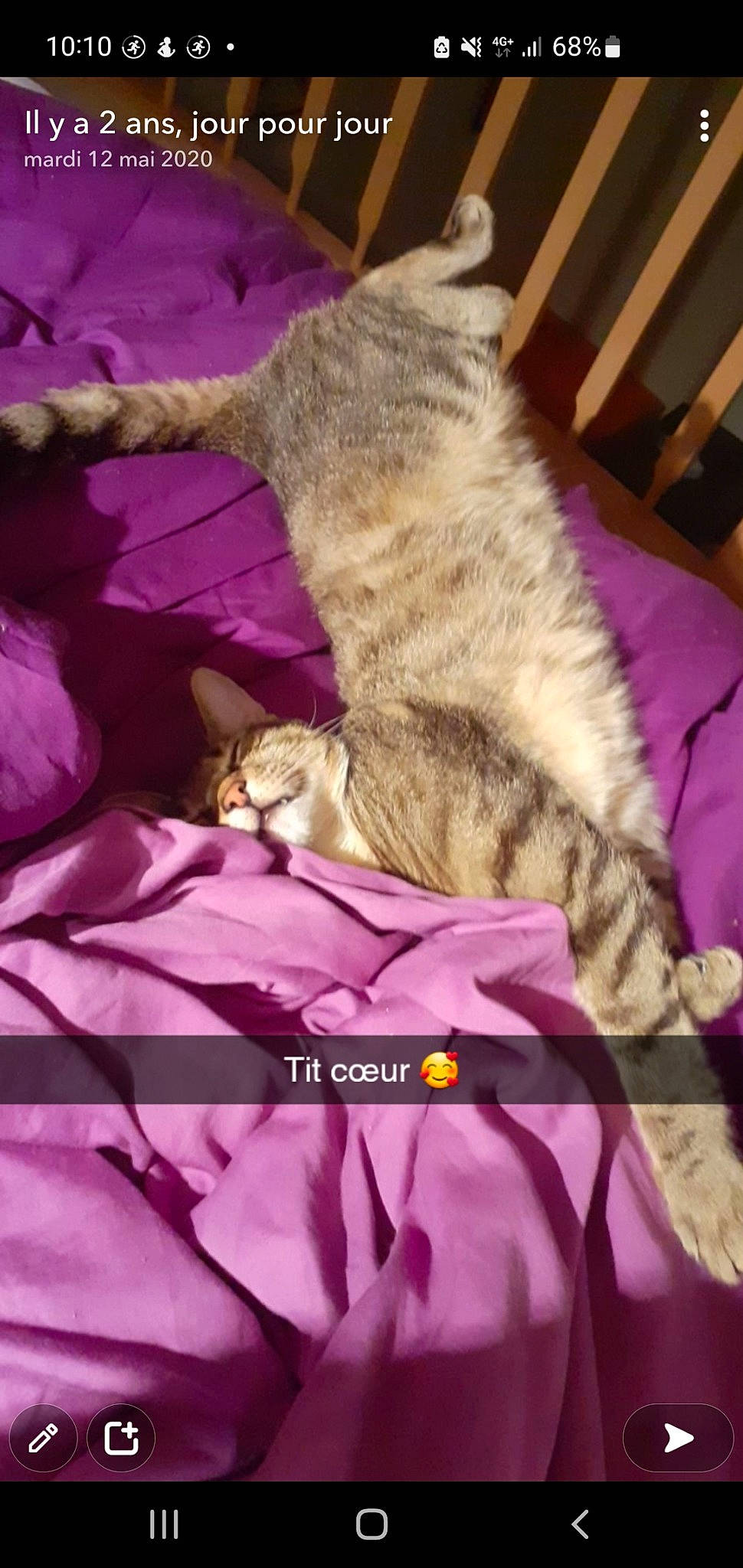 Happy participe au concours pour gagner de l'argent avec cette photo : carnivore, cat, comfort, domestic_short_haired_cat, event, felidae, fur, hat, linens, magenta, pattern, paw, photo_caption, pink, purple, small_to_medium_sized_cats, tail, vertebrate, violet, whiskers