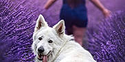 Shadow a rejoint le concours — aidez-le/la à gagner de superbes lots ! animal, back_view, blurred_background, dog, fluffy, happy, landscape, lavender_field, nature, outdoor, person, pet, playful, purple_flowers, serene, summer, sunlight, tongue_out, walking, white_dog