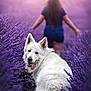 animal, back_view, blurred_background, dog, fluffy, happy, landscape, lavender_field, nature, outdoor, person, pet, playful, purple_flowers, serene, summer, sunlight, tongue_out, walking, white_dog