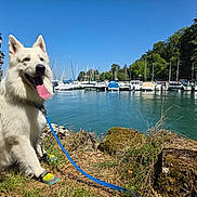 Shadow a rejoint le concours — aidez-le/la à gagner de superbes lots ! blue_sky, boats, booties, canine, dog, grass, happy, leash, marina, nature, outdoor, pet, rocks, sitting, summer, sunny_day, tongue_out, trees, water, white_dog