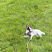 Maggie Rose is registered to the contest to win money with this photo: dog, grass, outdoor, pet, animal, stick, playful, nature, canine, greenery, relaxing, small_dog, alert, daylight, fur, ears, lying_down, field, summer, park