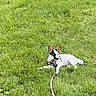 dog, grass, outdoor, pet, animal, stick, playful, nature, canine, greenery, relaxing, small_dog, alert, daylight, fur, ears, lying_down, field, summer, park