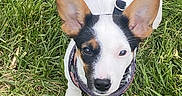 Maggie Rose joined the competition — help win amazing prizes! dog, puppy, grass, outdoor, pet, animal, white, black, ears, collar, cute, small, nature, young, looking_up, fur, canine, playful, alert, friendly