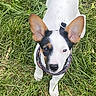 dog, puppy, grass, outdoor, pet, animal, white, black, ears, collar, cute, small, nature, young, looking_up, fur, canine, playful, alert, friendly