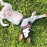 Maggie Rose is registered to the contest to win money with this photo: dog, grass, outdoor, pet, animal, canine, playful, lying_down, greenery, nature, happy, ears, paws, fur, mammal, summer, sunlight, harness, relaxed, spot