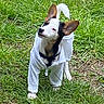 dog, small_dog, white_hoodie, grass, outdoor, pet, animal, curious, ears, black_and_white, cute, standing, nature, canine, fur, tail, playful, grass_patch, casual, young_dog