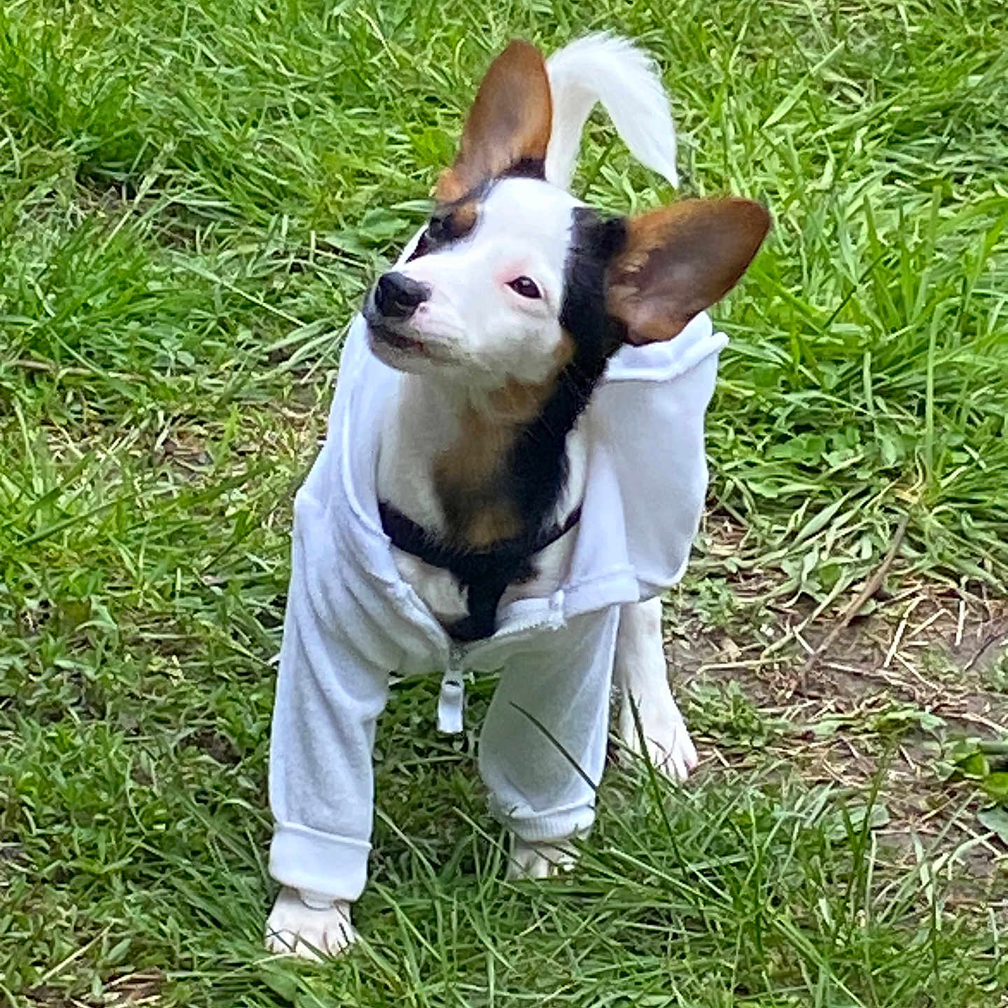 Maggie Rose is registered to the contest to win money with this photo: dog, small_dog, white_hoodie, grass, outdoor, pet, animal, curious, ears, black_and_white, cute, standing, nature, canine, fur, tail, playful, grass_patch, casual, young_dog