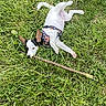 Maggie Rose joined the competition — help win amazing prizes! dog, grass, stick, outdoor, playful, pet, animal, canine, field, nature, lying_down, white_fur, black_fur, ears, collar, summer, daylight, happy, grass_field, fun