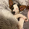 puppy, dog, sleeping, blanket, cozy, fur, paw, ears, cute, resting, snuggle, striped_clothing, indoor, pet, animal, closeup, comfort, warm, relaxation, adorable