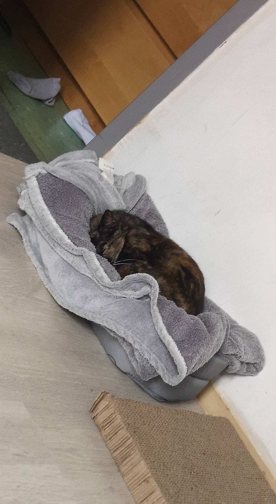 Ruby participe au concours pour gagner de l'argent avec cette photo : bedding, beige, comfort, feather, flooring, fur, glove, grey, hardwood, linens, nap, outdoor_shoe, paper, safety_glove, sleeve, tail, wing, wood, wood_flooring, wool