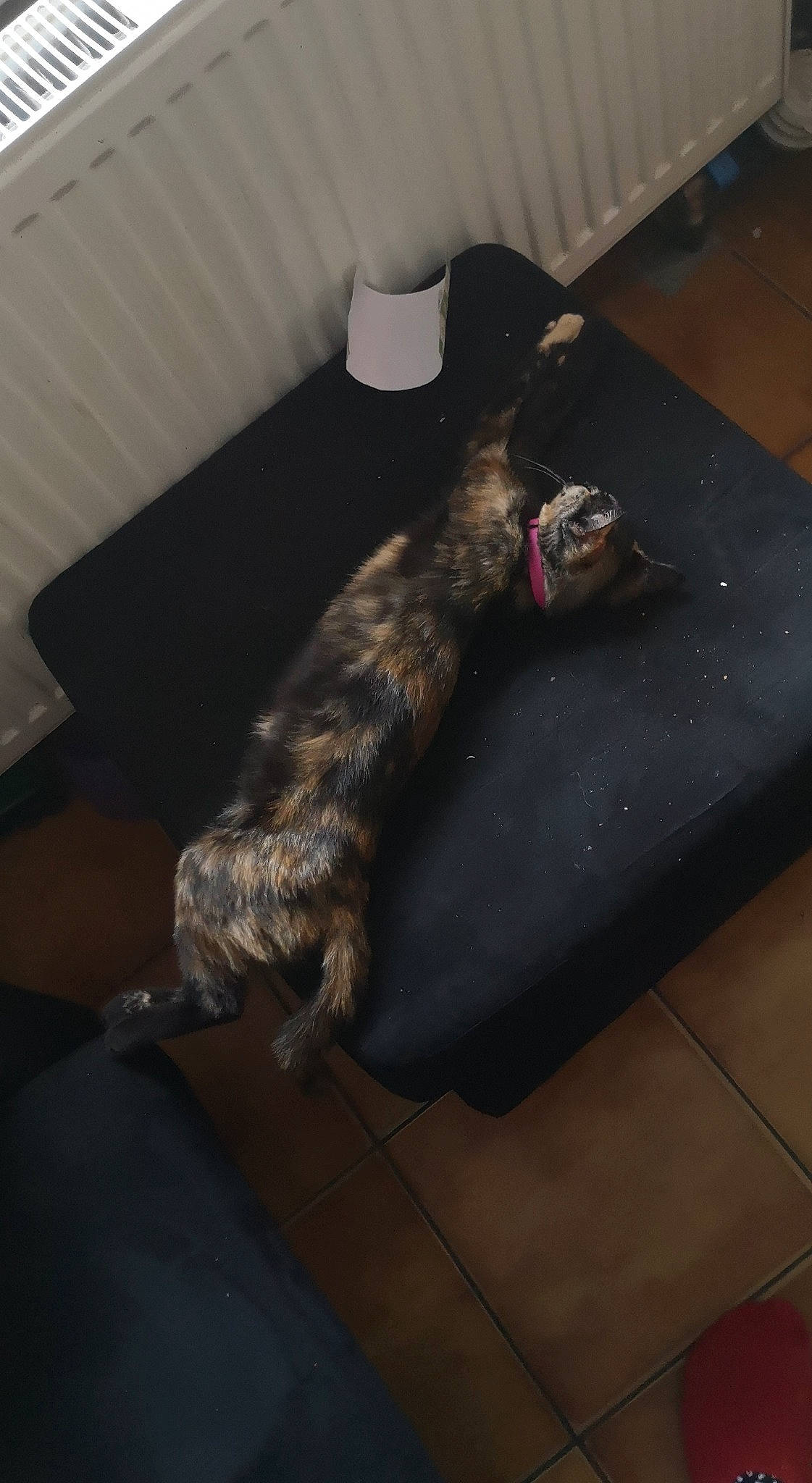 Ruby a rejoint le concours — aidez-le/la à gagner de superbes lots ! carnivore, comfort, companion_dog, couch, dog, dog_breed, felidae, floor, flooring, fur, hardwood, living_room, paw, room, small_to_medium_sized_cats, studio_couch, tail, terrier, whiskers, wood