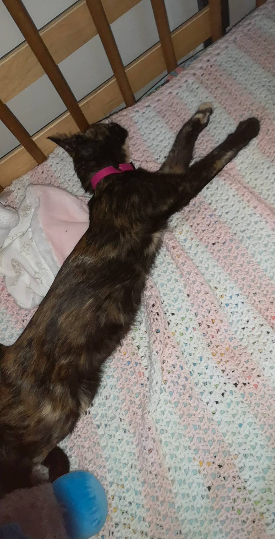 Ruby a rejoint le concours — aidez-le/la à gagner de superbes lots ! black_cat, brown, canidae, carnivore, cat, claw, comfort, companion_dog, dog_breed, fawn, felidae, flooring, fur, hardwood, liver, paw, small_to_medium_sized_cats, sporting_group, tail, whiskers