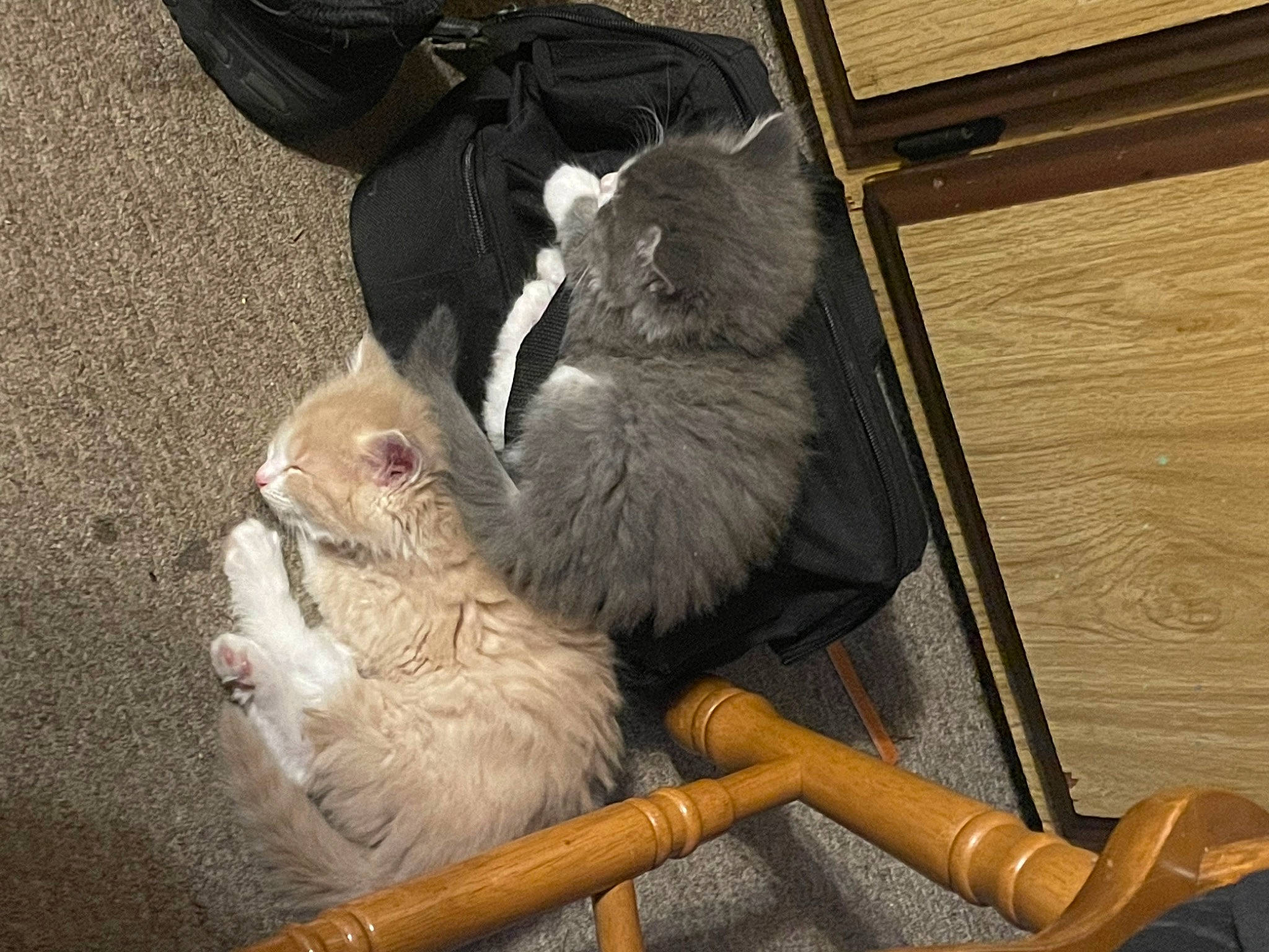 Virgo is registered to the contest to win money with this photo: bag, canidae, carnivore, cat, cat_supply, comfort, companion_dog, dog_breed, domestic_short_haired_cat, fawn, felidae, fur, luggage_and_bags, small_to_medium_sized_cats, snout, sporting_group, tail, whiskers, wood, working_animal