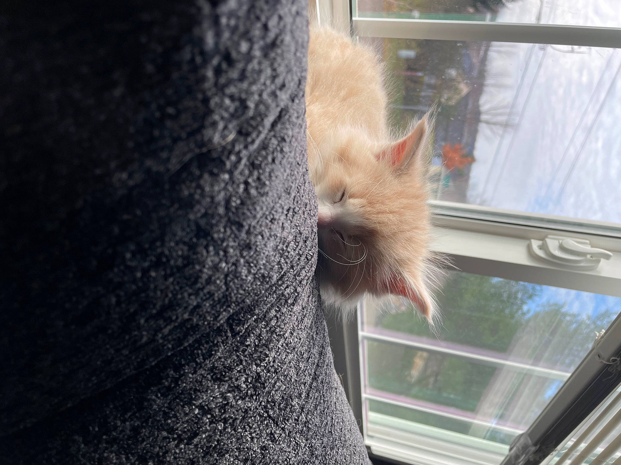 Virgo is registered to the contest to win money with this photo: canidae, carnivore, cat, claw, domestic_short_haired_cat, door, fawn, felidae, fur, glass, sash_window, small_to_medium_sized_cats, tail, terrestrial_animal, tints_and_shades, tree, whiskers, wildlife, window, wood