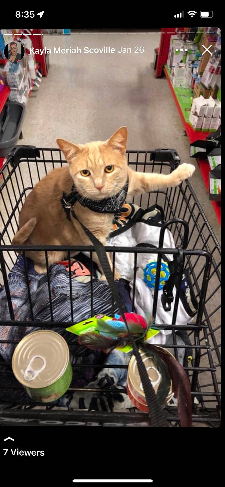 Leo is registered to the contest to win money with this photo: automotive_tire, bag, bicycle_fork, bicycle_frame, bicycle_handlebar, bicycle_tire, carnivore, cat, domestic_short_haired_cat, fawn, felidae, luggage_and_bags, motor_vehicle, recreation, rim, small_to_medium_sized_cats, snout, tire, vehicle, whiskers