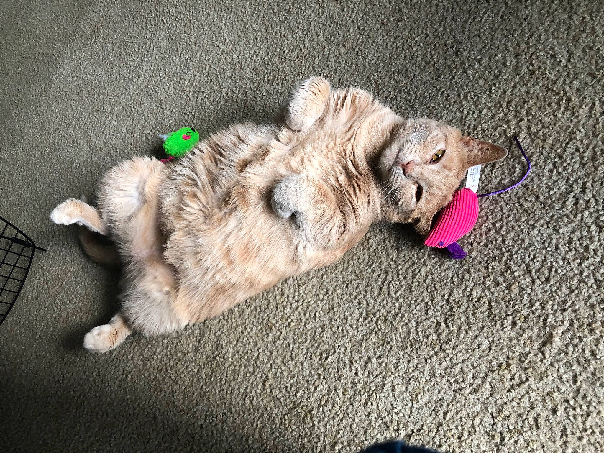 Leo joined the competition — help win amazing prizes! asphalt, canidae, carnivore, collar, companion_dog, dog, dog_breed, fawn, felidae, fur, leash, paw, road_surface, small_to_medium_sized_cats, snout, sporting_group, tail, terrier, toy, working_animal