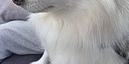 King is registered to the contest to win money with this photo: animal, car_interior, close_up, companion, cup_holder, cute, dog, domestic_animal, ears, fluffy, fur, leash, nose, paw, pet, seat, side_view, travel, white_dog, window