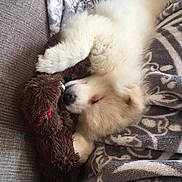 King joined the competition — help win amazing prizes! adorable, animal, blanket, comfort, companion, couch, cozy, cute, dog, fluffy, fur, indoor, pet, puppy, relaxing, sleeping, snuggling, soft, teddy_bear, toy