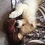 adorable, animal, blanket, comfort, companion, couch, cozy, cute, dog, fluffy, fur, indoor, pet, puppy, relaxing, sleeping, snuggling, soft, teddy_bear, toy