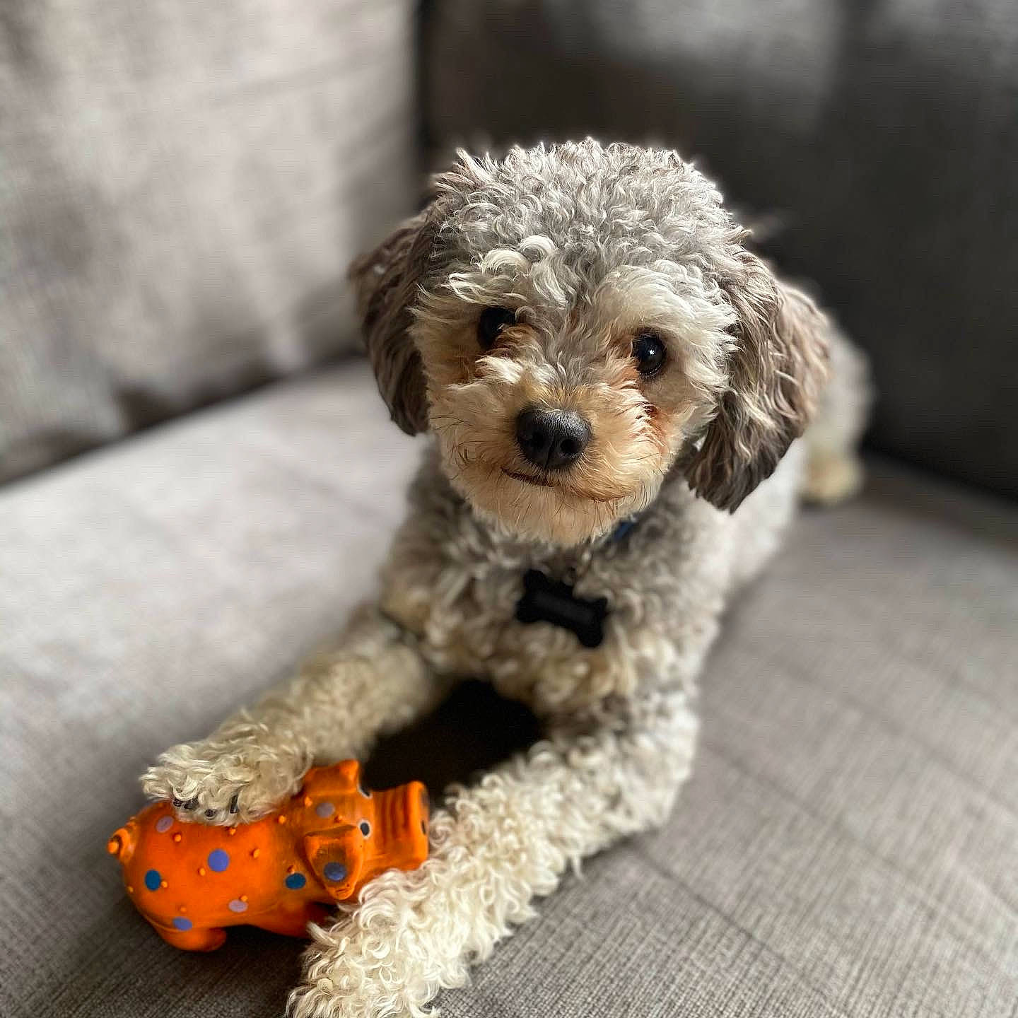 Cookie Monster joined the competition — help win amazing prizes! canidae, carnivore, cockapoo, companion_dog, dog, dog_breed, dog_clothes, fawn, fur, labradoodle, poodle, shih_poo, small_terrier, snout, sporting_group, stuffed_toy, terrier, toy, toy_dog, water_dog