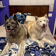 Kaneki And Pearla joined the competition — help win amazing prizes! dog, two_dogs, bed, blanket, bedding, headboard, pillow, window_blinds, purple_wall, smiling, tongue_out, fur, indoor, pet, cozy, resting, portrait, paw, blanket_pattern, happy