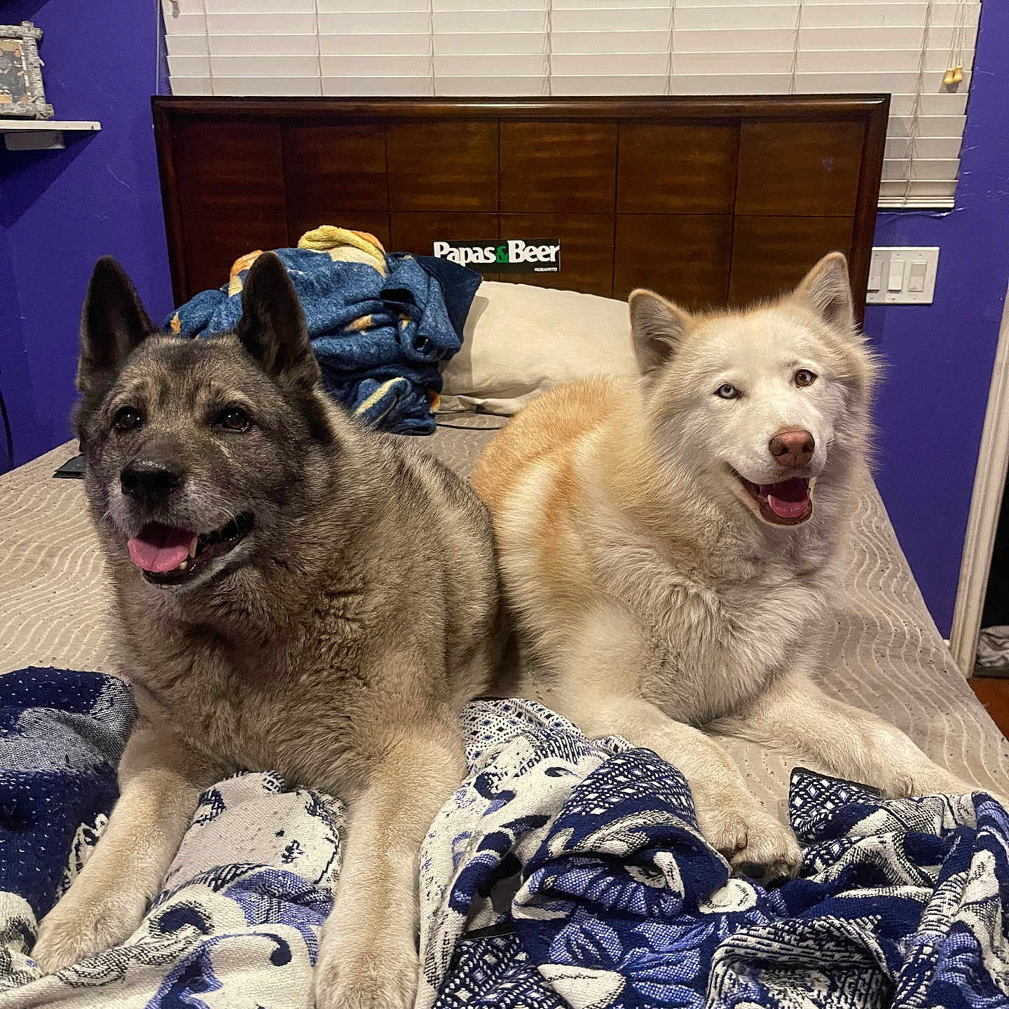Kaneki And Pearla joined the competition — help win amazing prizes! bed, bedding, blanket, blanket_pattern, cozy, dog, fur, happy, headboard, indoor, paw, pet, pillow, portrait, purple_wall, resting, smiling, tongue_out, two_dogs, window_blinds