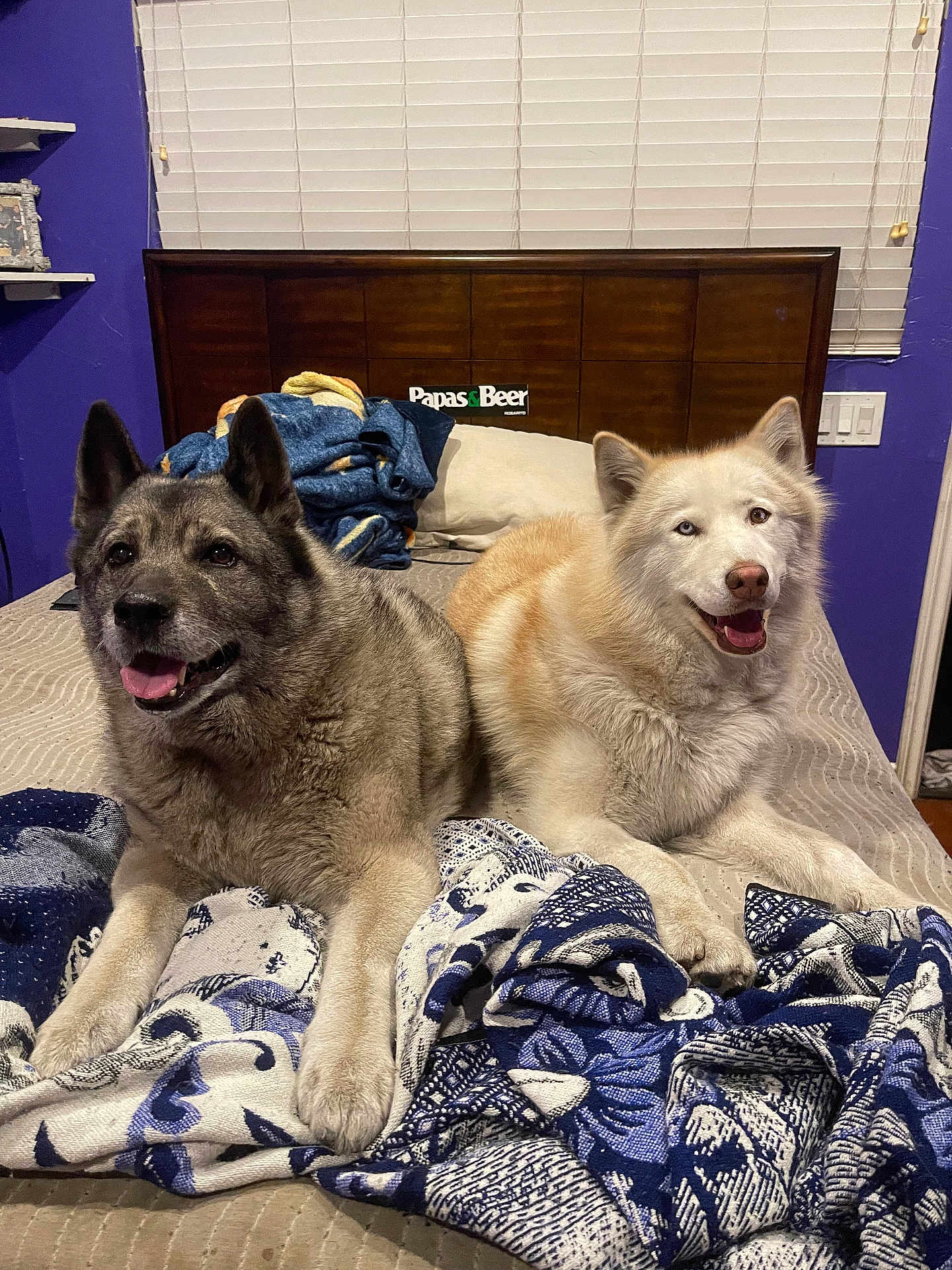 Kaneki And Pearla joined the competition — help win amazing prizes! dog, two_dogs, bed, blanket, bedding, headboard, pillow, window_blinds, purple_wall, smiling, tongue_out, fur, indoor, pet, cozy, resting, portrait, paw, blanket_pattern, happy