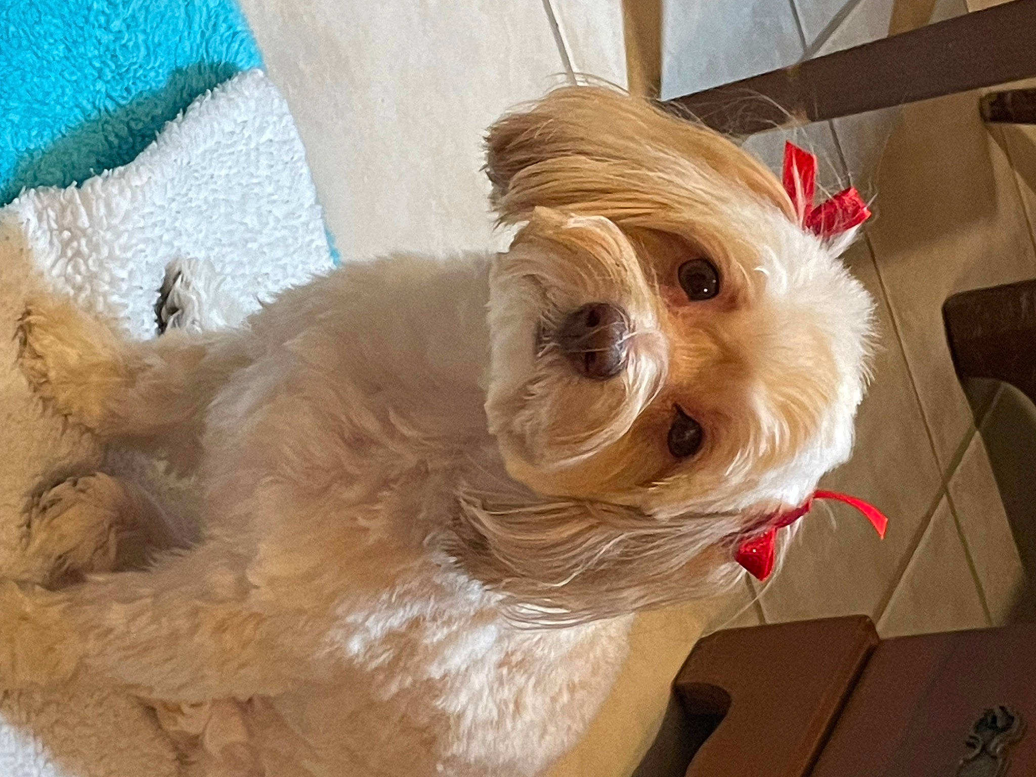 Gracie joined the competition — help win amazing prizes! canidae, carnivore, companion_dog, dog, dog_breed, dog_supply, eye, fawn, fur, liver, maltepoo, pet_supply, small_terrier, snout, sporting_group, sunglasses, terrier, toy_dog, whiskers, working_animal