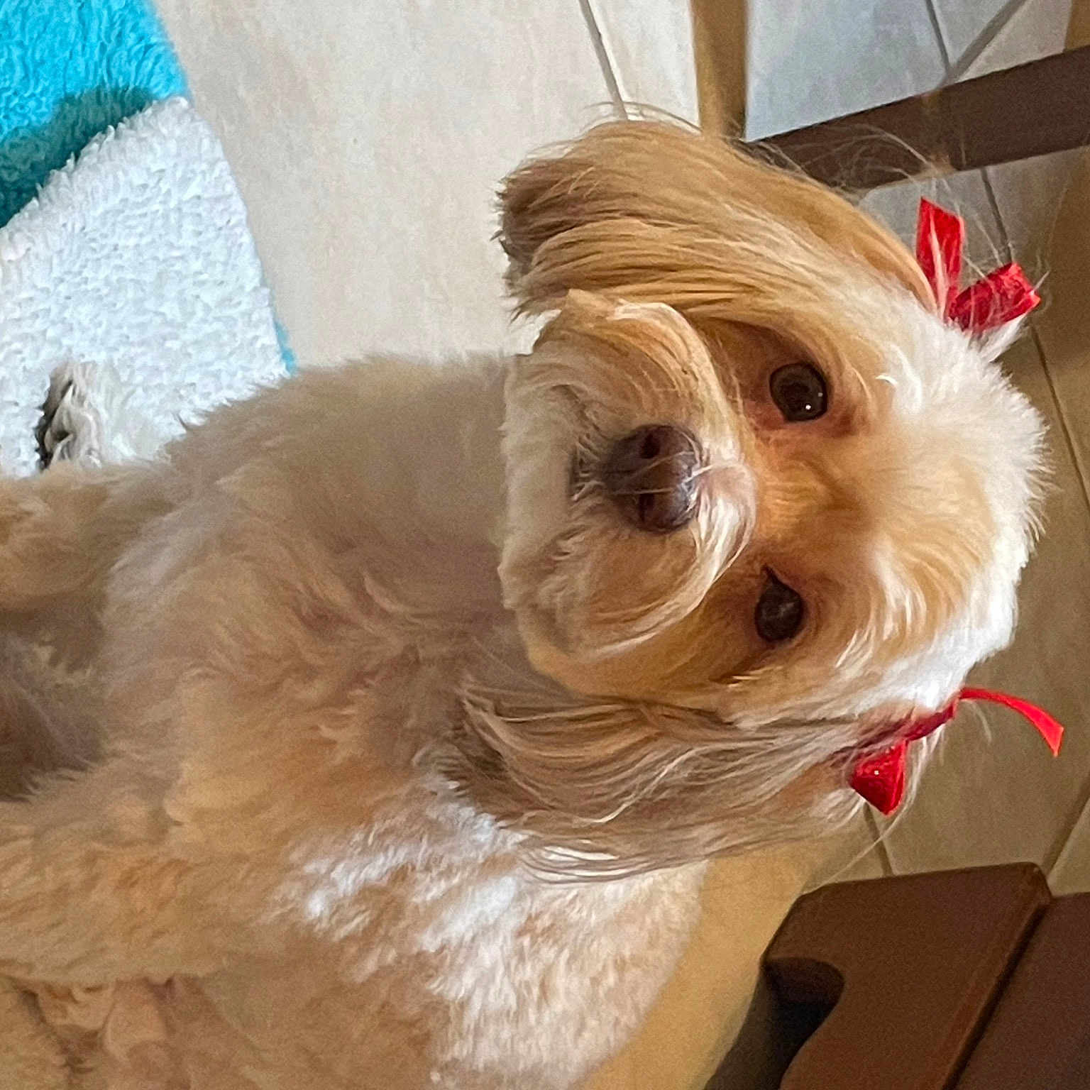 Gracie