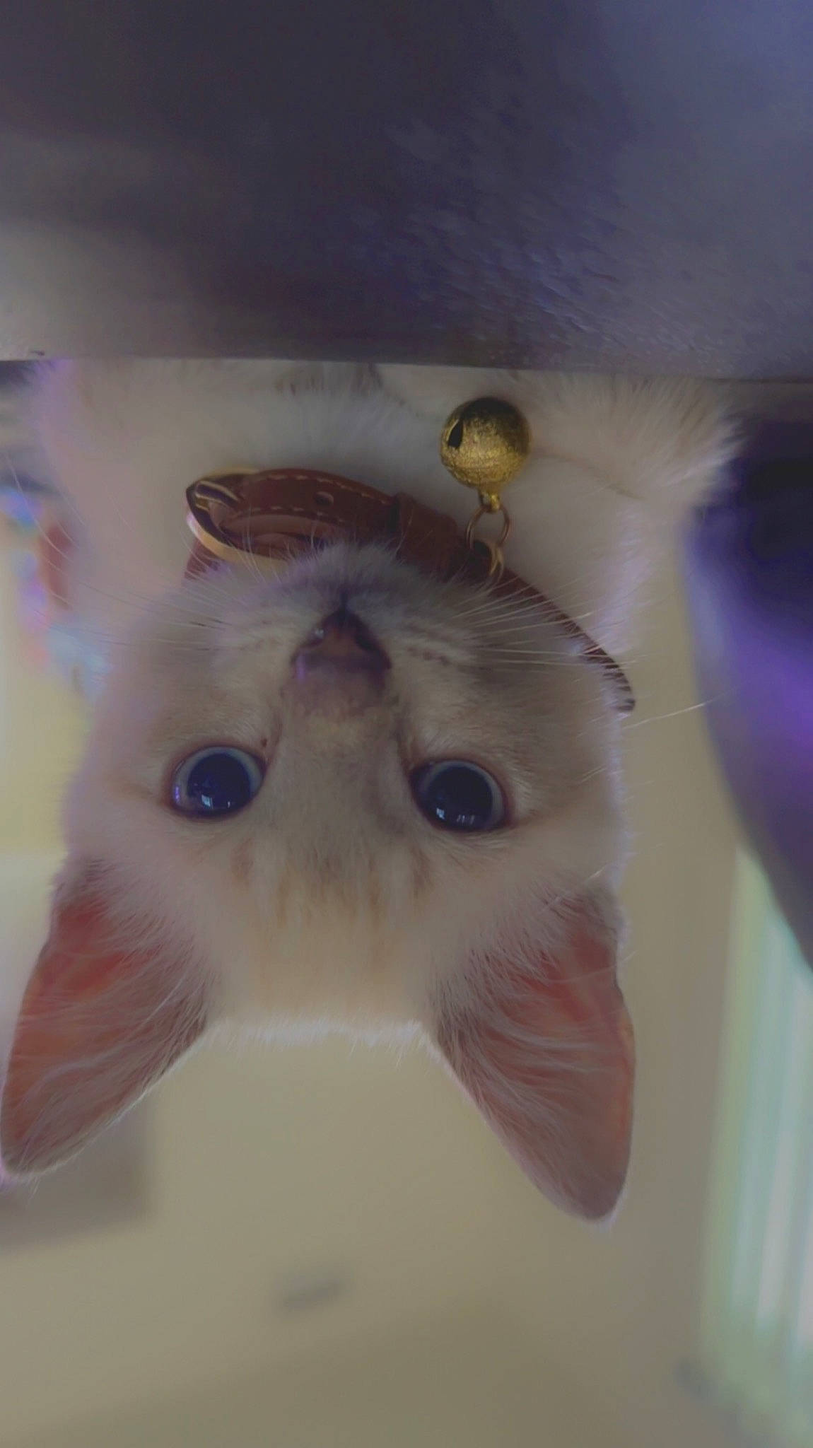 Cashew joined the competition — help win amazing prizes! art, cat, circle, craft, creative_arts, eye, eyebrow, eyelash, fashion_accessory, felidae, fur, head, moustache, natural_material, small_to_medium_sized_cats, snout, symmetry, transparent_material, whiskers