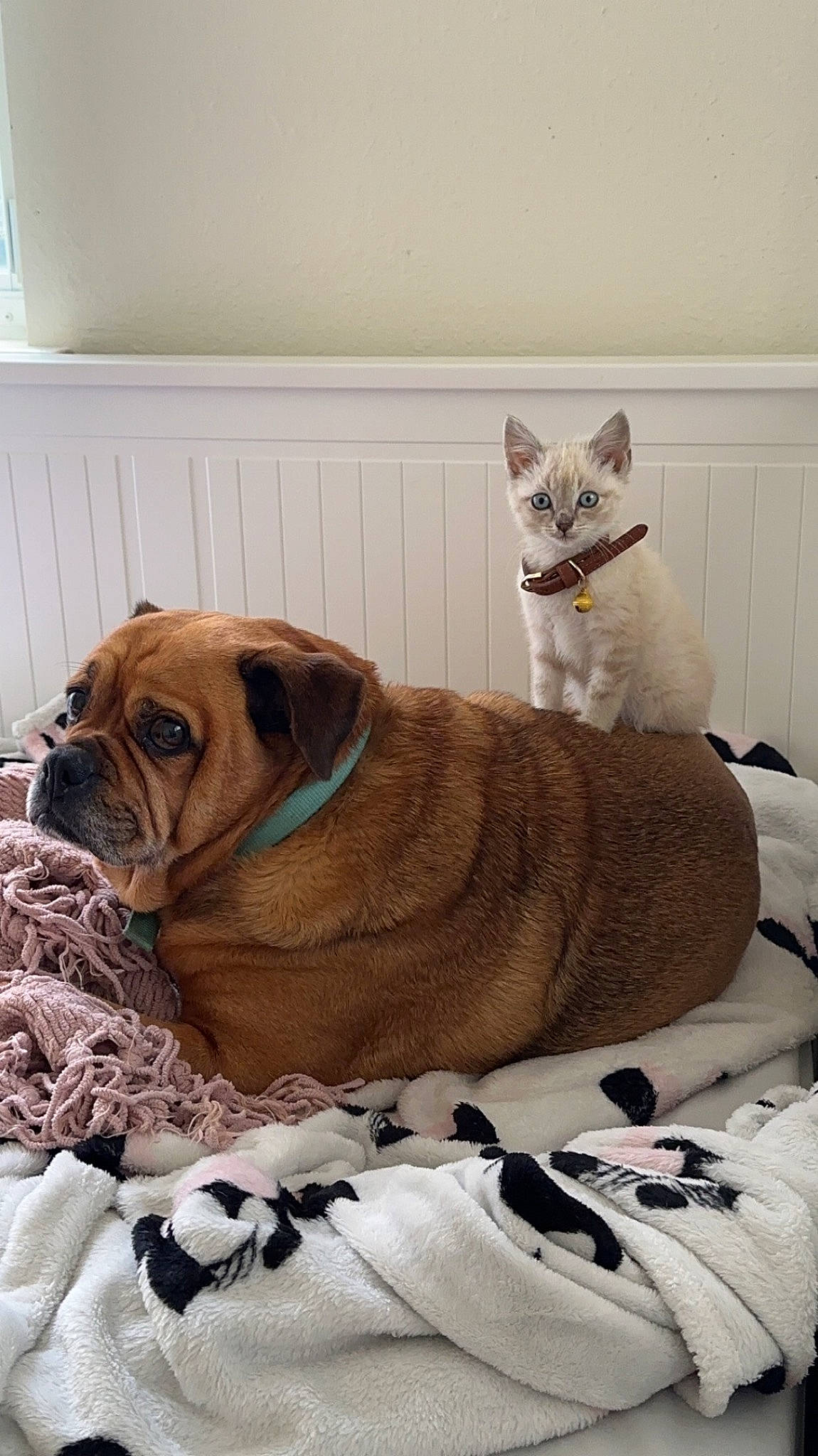 Cashew is registered to the contest to win money with this photo: bulldog, canidae, carnivore, collar, comfort, companion_dog, dog, dog_breed, dog_collar, dog_supply, fawn, linens, liver, pet_supply, snout, sporting_group, tail, whiskers, working_animal, wrinkle