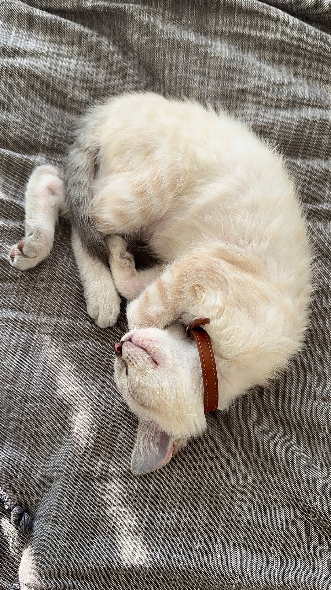 Cashew joined the competition — help win amazing prizes! carnivore, cat, claw, comfort, companion_dog, domestic_short_haired_cat, ear, fang, fawn, felidae, foot, fur, nap, paw, small_to_medium_sized_cats, snout, tail, terrestrial_animal, whiskers, yawn