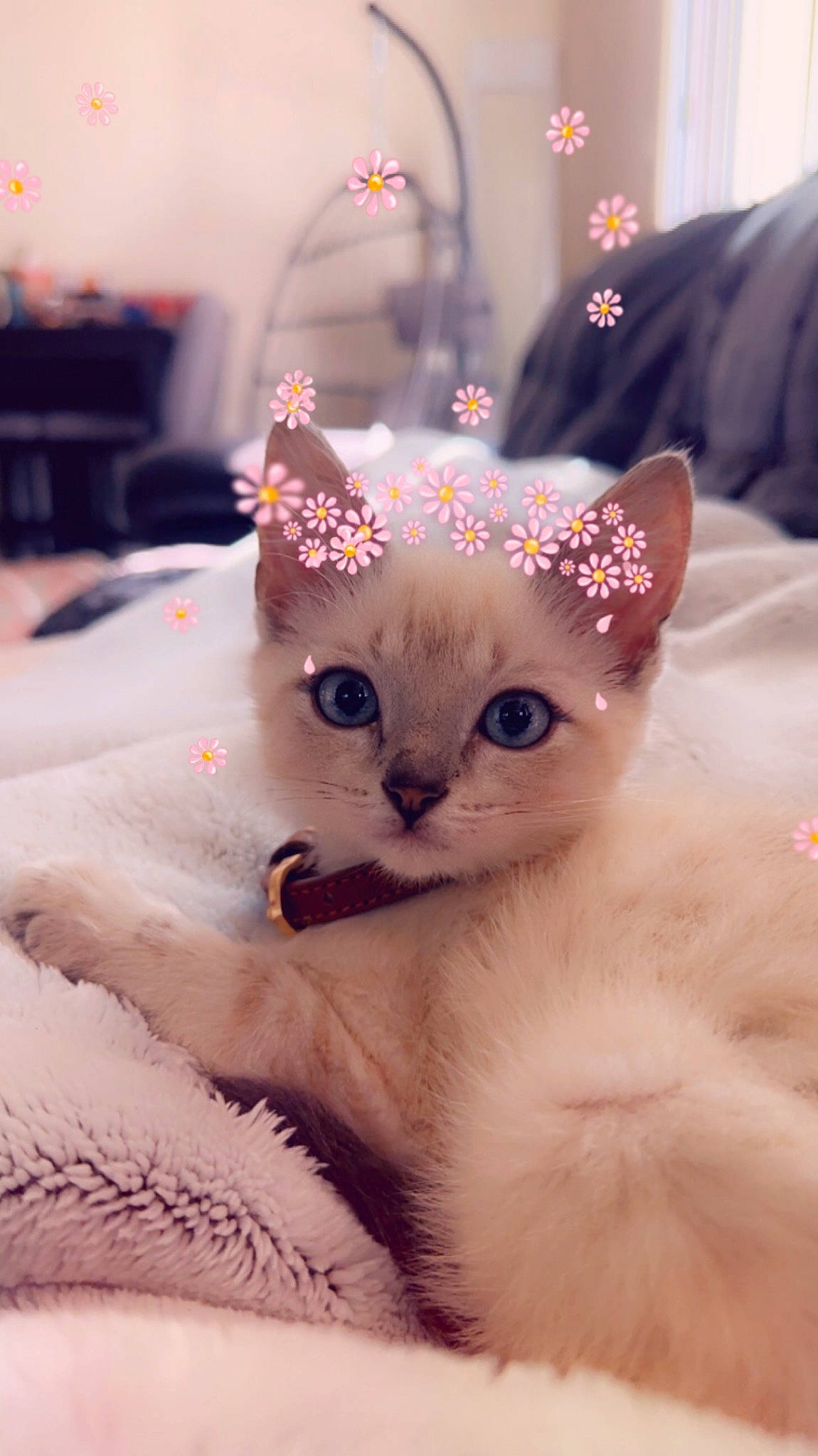 Cashew is registered to the contest to win money with this photo: carnivore, cat, christmas, crown, eyewear, fashion_accessory, fawn, felidae, fur, jewellery, ornament, paw, siamese, small_to_medium_sized_cats, snout, tail, whiskers