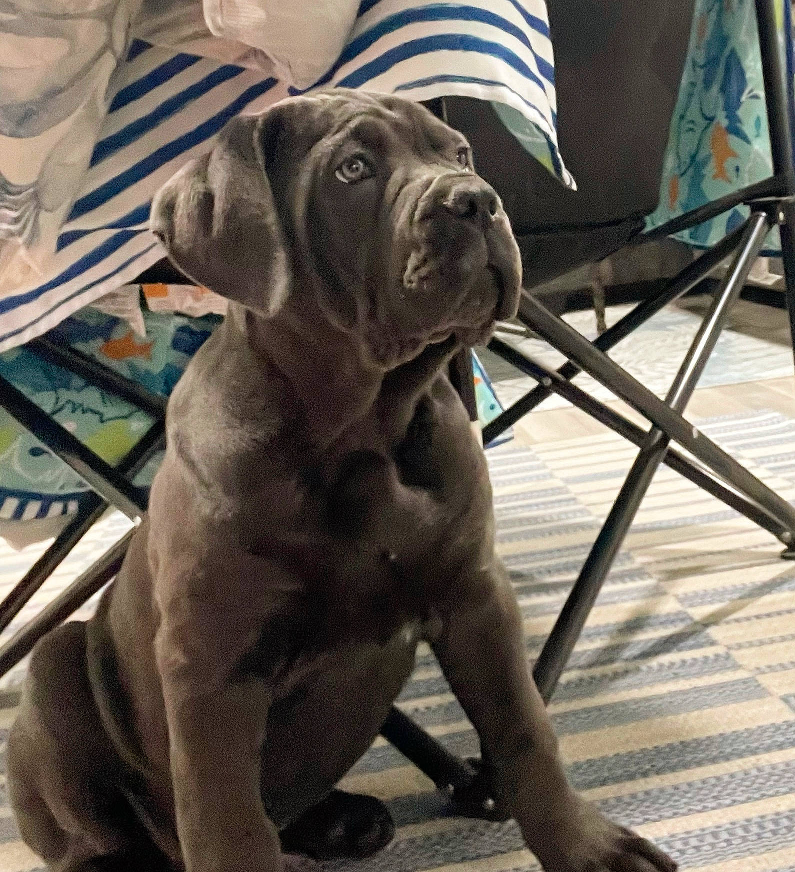 Baby is registered to the contest to win money with this photo: ancient_dog_breeds, canidae, carnivore, chair, collar, comfort, companion_dog, dog, dog_breed, dog_collar, fawn, liver, metal, molosser, non_sporting_group, pet_supply, sporting_group, working_animal, working_dog, wrinkle