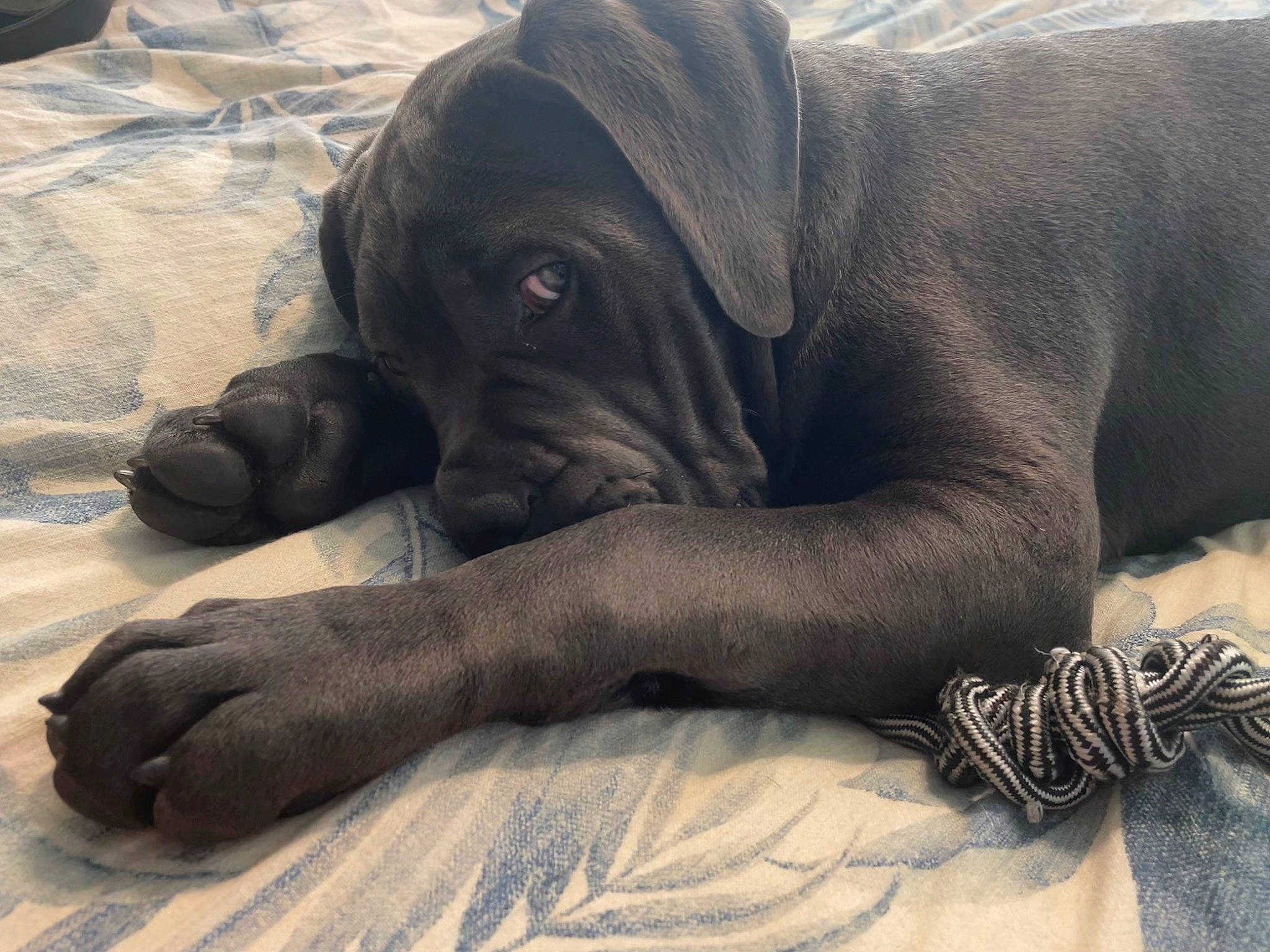 Baby joined the competition — help win amazing prizes! art, canidae, carnivore, comfort, companion_dog, dog, dog_breed, fawn, fur, grey, guard_dog, liver, molosser, non_sporting_group, snout, sporting_group, terrestrial_animal, wildlife, working_animal, wrinkle